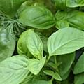 Thai basil leaves
